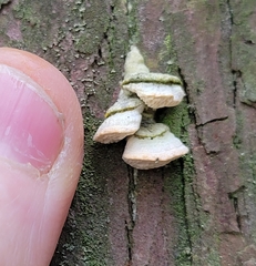 Rigidoporus cuneatus