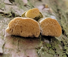 Rigidoporus cuneatus