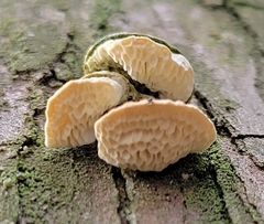 Rigidoporus cuneatus