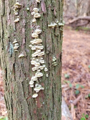 Rigidoporus cuneatus