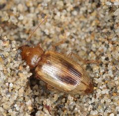 Dicheirotrichus