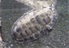 Chiton stokesii