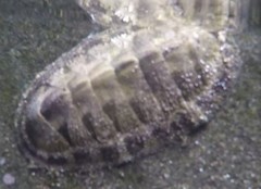 Chiton stokesii