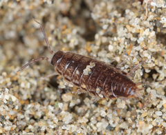 Chaetophiloscia elongata