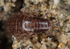 Chaetophiloscia elongata