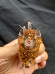 Rhinolophus borneensis