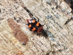 Scaphidium alpicola