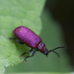 Sangariola punctatostriata