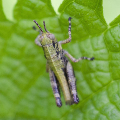 Parapodisma setouchiensis