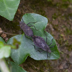 Hygia lativentris