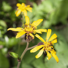 Ligularia dentata