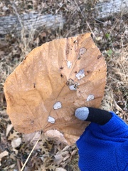 Phyllonorycter lucetiella