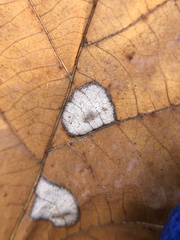 Phyllonorycter lucetiella