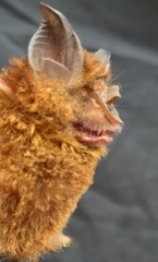 Rhinolophus borneensis