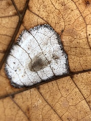Phyllonorycter lucetiella