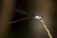 Lestoidea brevicauda