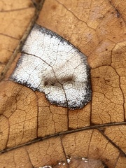 Phyllonorycter lucetiella