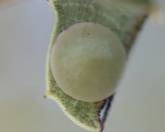 Paracraspis guadaloupensis