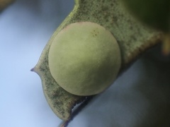 Paracraspis guadaloupensis