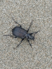 Calosoma alternans