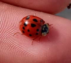 Harmonia axyridis