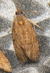 Evora hemidesma