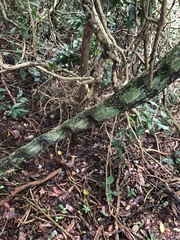 Schnella microstachya