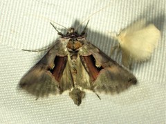 Autographa ampla