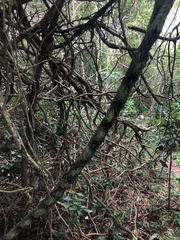 Schnella microstachya