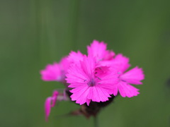 Dianthus pontederae