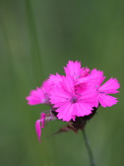 Dianthus pontederae