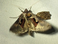 Autographa ampla
