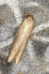 Holcocera chalcofrontella