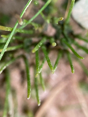 Phaeoceros carolinianus