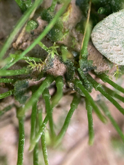 Phaeoceros carolinianus