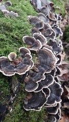 Trametes versicolor