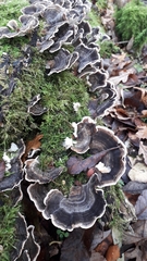 Trametes versicolor