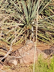 Ammospermophilus leucurus