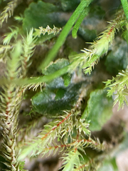 Phaeoceros carolinianus