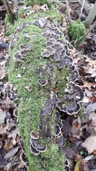 Trametes versicolor
