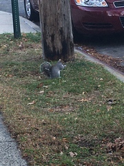 Sciurus carolinensis