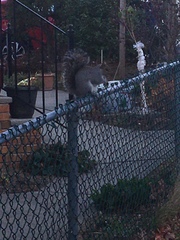 Sciurus carolinensis