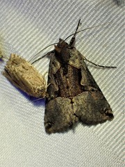 Autographa ampla
