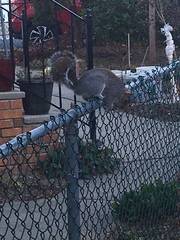 Sciurus carolinensis