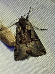 Autographa ampla