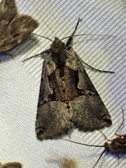 Autographa ampla