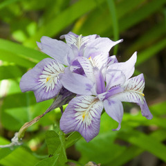 Iris gracilipes