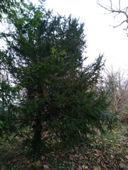 Taxus baccata