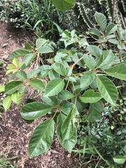 Handroanthus chrysotrichus