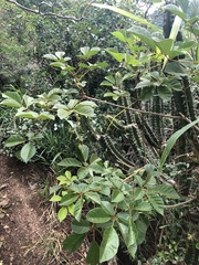 Handroanthus chrysotrichus